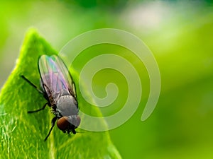 TheÃÂ housefly is a fly of the suborder Cyclorrhapha. It is believed to have evolved in the Cenozoic Era, photo